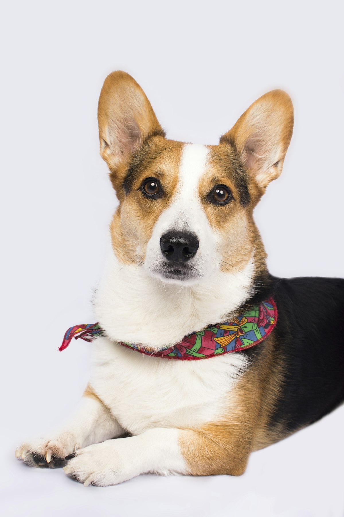 Six Sundays of Sketching My Dog, and the Dog Bandana That Got There First