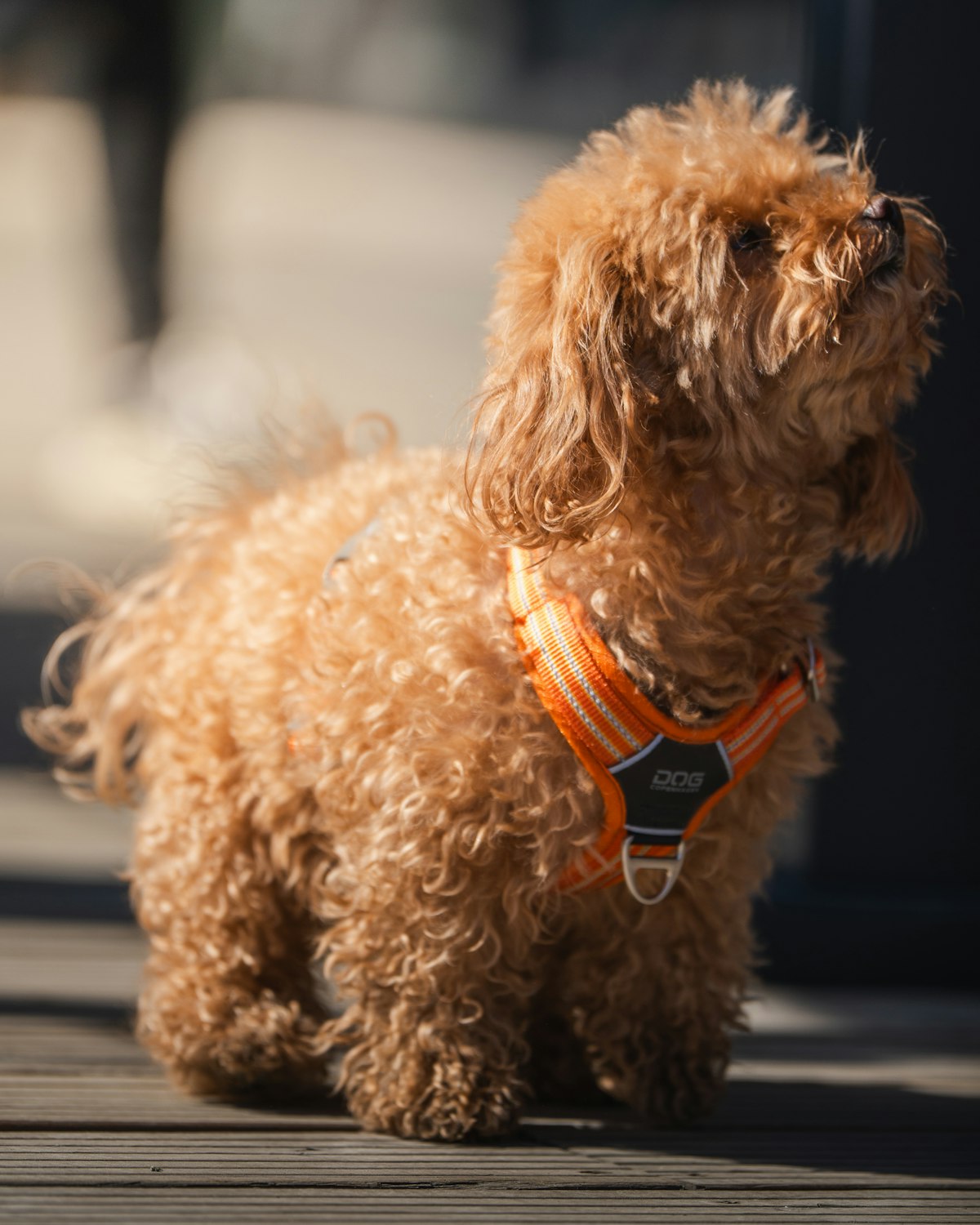 Portraiture Off the Gallery Wall: Your Dog’s Likeness on a Dog Harness